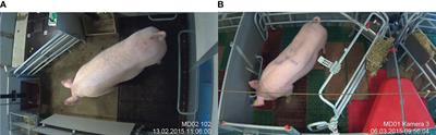Where is the sow’s nose: RetinaNet object detector as a basis for monitoring the use of rack with nest-building material